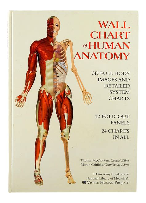 Anatomy Wall Chart Minimalis My XXX Hot Girl