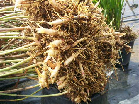 Gbe (greenbiomassenergy) distribute miscanthus giganteus elite planting material in the form of rhizomes f1 and f2 (1st and. Miscanthus Rhizomes | GiantMiscanthus | Flickr