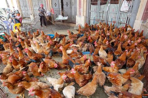 Cambodia Vietnam Agree On Stronger Bird Flu Monitoring