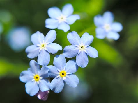 Free Photo Tiny Blue Flowers Beautiful Flowers Spring Free