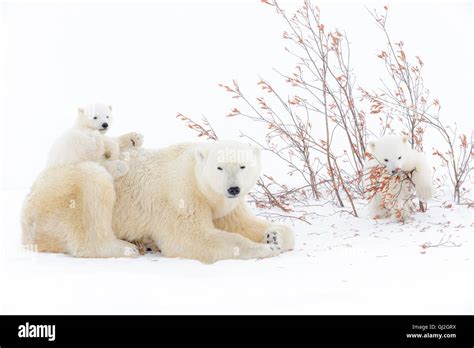 Polar Bear Mother Ursus Maritimus Lying Down With Two Playing Cubs