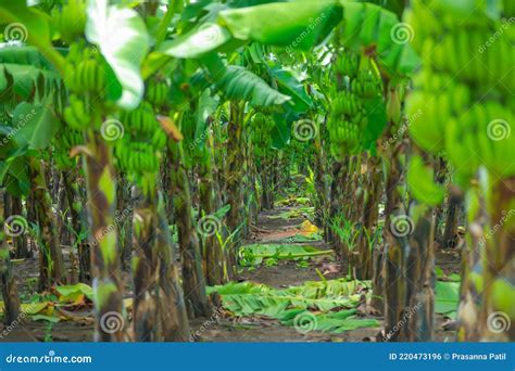 Green Banana Field In India Stock Photo Image Of Green Harvesting