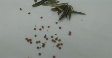 Puteh Dandelion: POKOK HEMPEDU BUMI ATAU DAUN CERITA