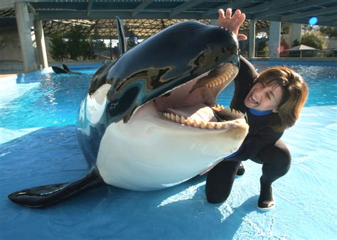 Killer Whale Dies At Seaworld San Antonio Sfgate