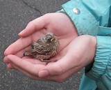 Pictures of House Finch Rescue