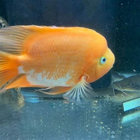 They have longer bodies, deeper orange/red color, sometime sunken eyes, and have the ability to grow large nuchal humps or kok. Pin on Blood Red Parrot Cichlids and other Parrot Hybrids