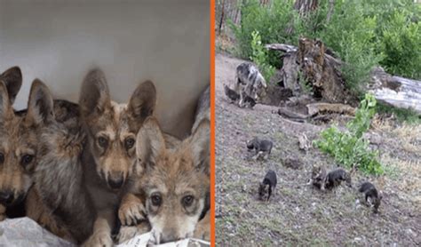 A Litter Of Seven Endangered Mexican Gray Wolves Have Been Born My Blog