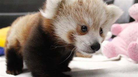 Super Cute Baby Red Panda Rredpandas