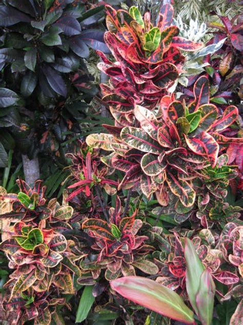 Croton Red Excurrens Croton Plant Care