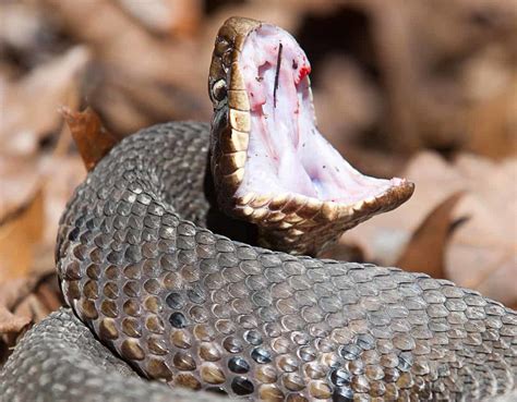 Special Alert How To Properly Manage Snake Bites Missouri Poison Center
