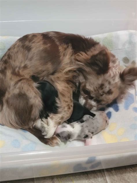Valley View Chihuahuas - Chihuahua Puppies for Sale in York, PA | AKC