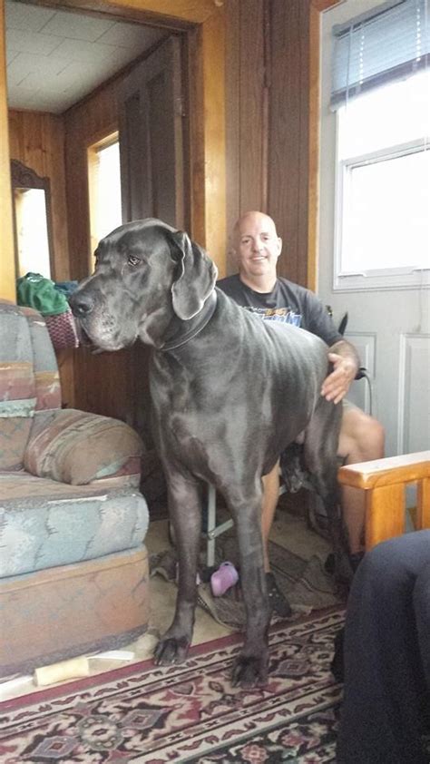 Zeus The Worlds Tallest Dog Dies At Age Ph