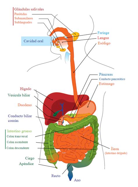 Aparato Digestivo Anatomía Y Fisiología Dr Alberto Sanagustín