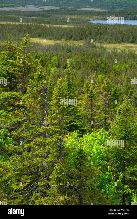 View From Ochre Hill Terra Nova National Park Newfoundland And