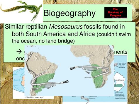 Ppt Evidence Of Evolution Powerpoint Presentation Free Download Id