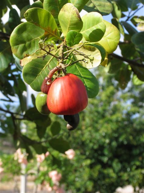 Brazil nut is eaten fresh and better still with roasting to enhance the flavour. How Cashews Grow | Owlcation