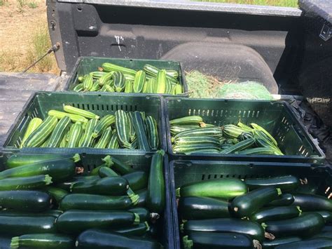 We did not find results for: Zucchini Season - Tubby Creek Farm