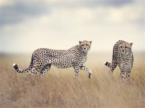 African Animals Wallpaper Hd Pixelstalknet