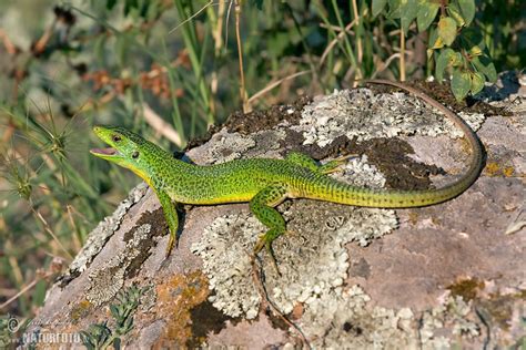 Balkan Green Lizard Alchetron The Free Social Encyclopedia
