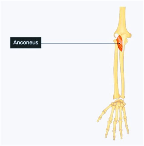 Anconeus muscle - PT Master Guide