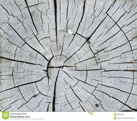 Cracked Pine Tree Trunk In Cross Section Stock Photo Image Of Ring