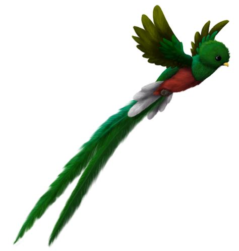 Flying Quetzal Drawing Guatemalan Quetzal And Transparent Png Images