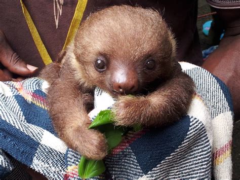 Sloths Are Adorable Baby Sloth Cute Sloth Pictures Cute Baby Sloths