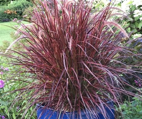 6 Great Ornamental Grasses To Grow In Containers