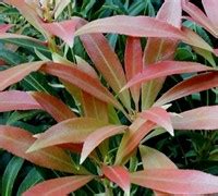 Maybe you would like to learn more about one of these? Mountain Snow Pieris - 2 Gallon - Shrub - New Arrivals ...