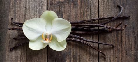 A vanilla flower will open up in the morning and. How to Plant and Grow Vanilla Beans | DoItYourself.com