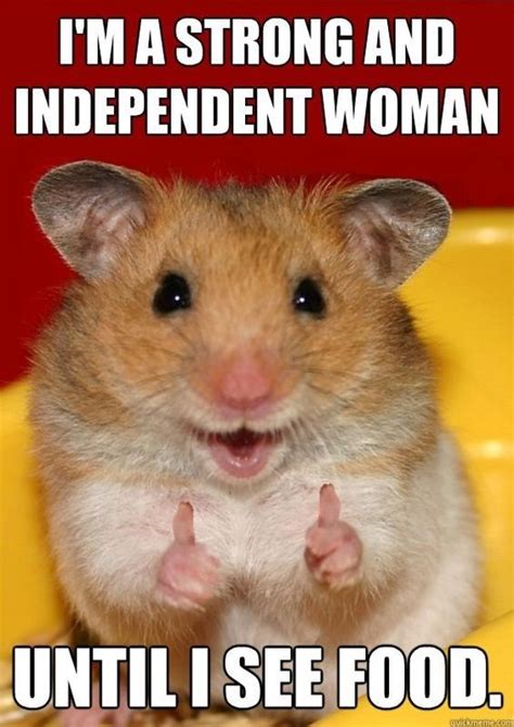 15 Funny Hamster Memes To Get You Through Friday Funny Hamsters