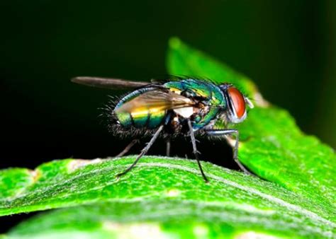 What Are Green Bottle Flies
