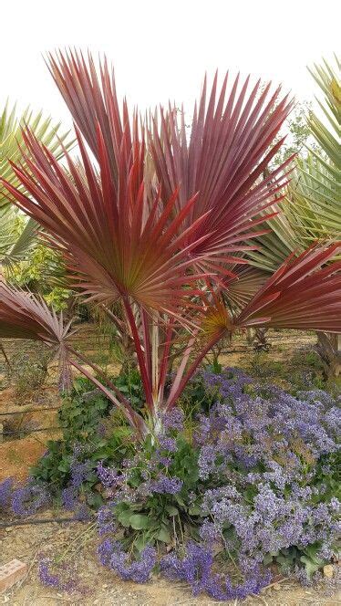 Latania Lontaroides Red Latan Palm Backyard Trees Landscaping Palm