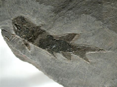 Palaeoniscoid Permian Fish Fossil