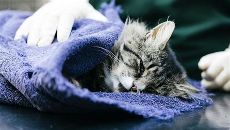 Anesthesia: Is It Safe For Cats? When Is It Necessary ...
