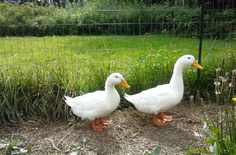Sexing Pekin Ducks At A Loss Pictures Attached Backyard Chickens