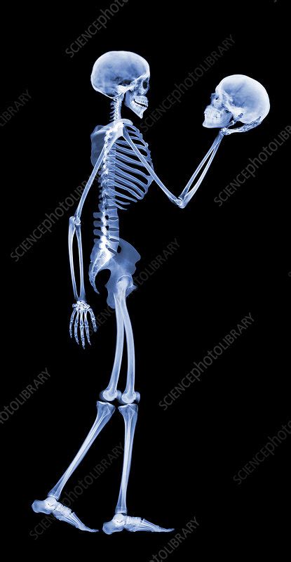 Skeleton Holding A Human Skull Stock Image P1000190 Science