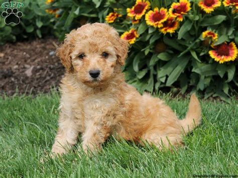 Her is what wikipedia say's about this breed. Miniature Whoodle Puppy=Soft-coated Wheaton Terrier + Miniature Poodle | Dogs & Puppies ...