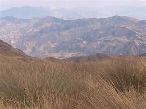 Existe una gran superposición entre el gato andino y el gato de pajonal en el aprovechamiento de los recursos disponibles y en el uso del territorio, siendo el gato andino una especie más especialista y con un rango de recursos utilizados más acotado. Video Páramo Andino - YouTube