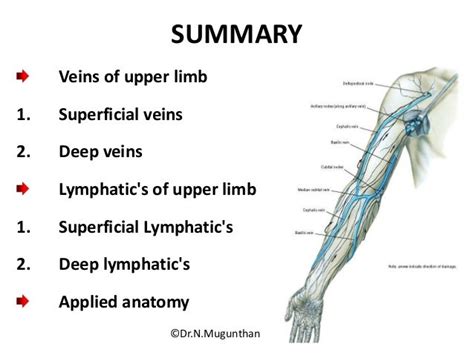 Arm Venous Anatomy