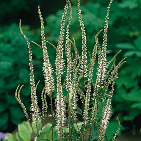 Wer keine enttäuschung erleben möchte sollte veronicastrum nur dort verwenden, wo der standort stimmt: Veronicastrum virginicum 'Diana' / Virginischer Ehrenpreis ...