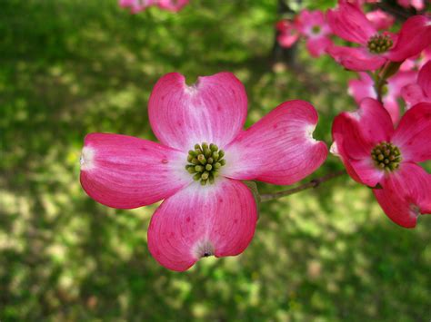 Fileup Close Pink Dogwood Flower West Virginia Forestwander