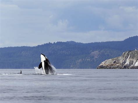Experience Whale Watching In British Columbia Canadian