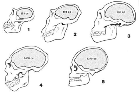 Cranial Capacity And Endocranial Casts Answers In Genesis