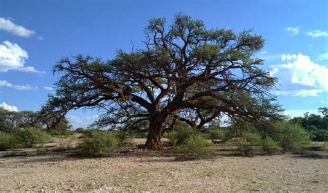 Choose from a wide range of similar scenes. Namibia Reservations: Namibia's National tree, The Camelthorn