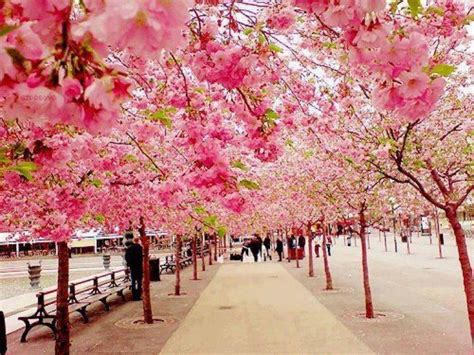 Cherry Blossom Walk Sakura Japan