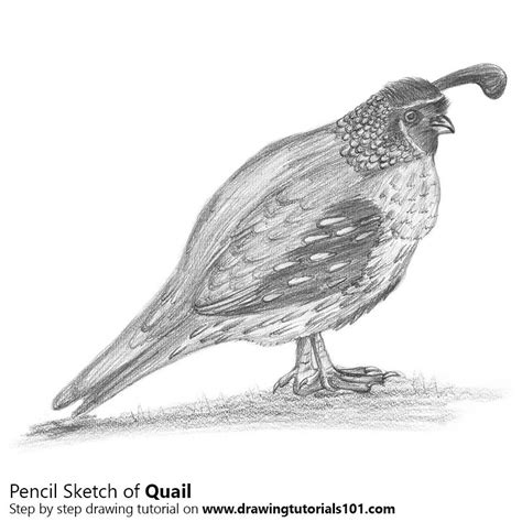 Affinitytuts #affinityphoto #photosketch how to transform a photo into subtle, gorgeous pencil drawings in affinity photo. Quail Pencil Drawing - How to Sketch Quail using Pencils ...
