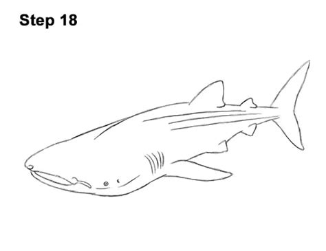 How To Draw A Whale Shark Video And Step By Step Pictures