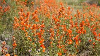 Beautiful Orange Desert Flowers Blow In The Wind In The Desert Of