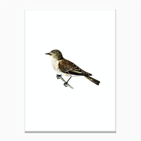vintage spotted flycatcher bird illustration on pure white n 0002 canvas print by holyrockarts fy